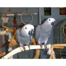 Image pour l'annonce Jeunes perroquets gris du gabon eleve a main ,bague avec papiers