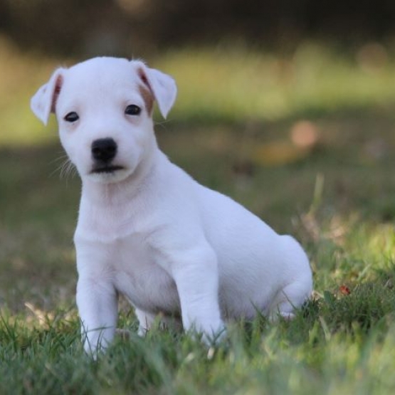 Image pour l'annonce Offres Magnifique Chiot de race Jack Russell Terrier