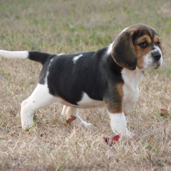 Image pour l'annonce A donner adorable Chiot Beagle femelle