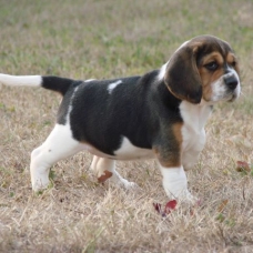 Image pour l'annonce A donner adorable Chiot Beagle femelle