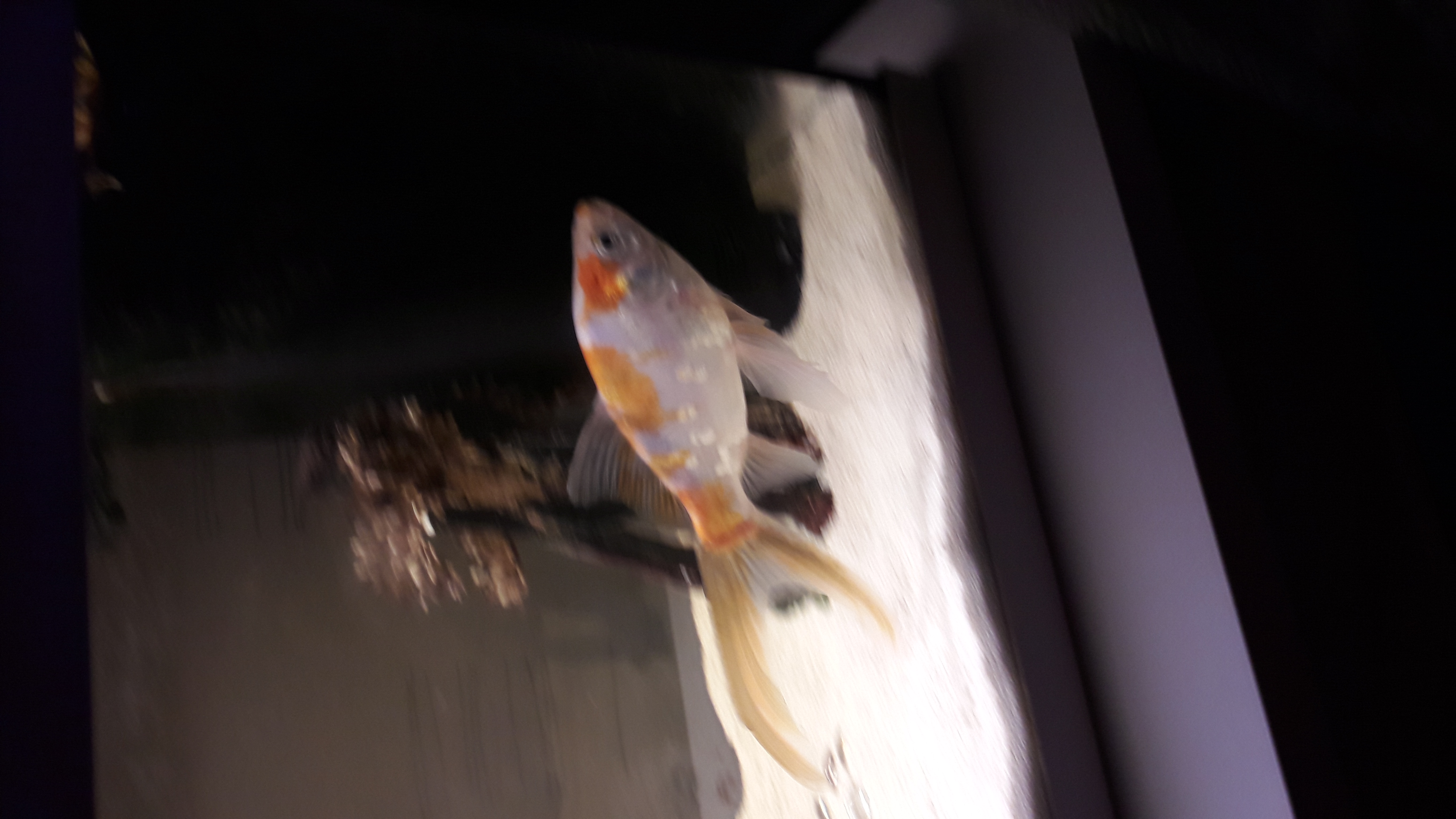 Donne poisson rouge Rhône (69) GRATUIT sur