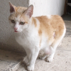 Image pour l'annonce Jeune chatte à adopter sur Marseille ou ses alentours