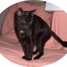 Image pour l'annonce Jeune chatte noire à adopter sur Marseille