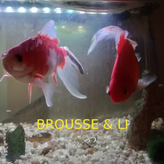 Image pour l'annonce Donne 2 superbes poissons rouges : "Brousse et Li"