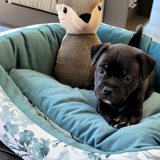 Image pour l'annonce Chiots staffie