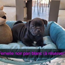 Image pour l'annonce Chiots staffie