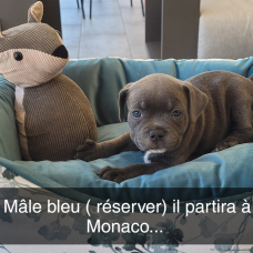 Image pour l'annonce Chiots staffie