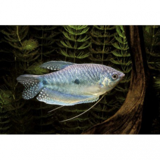 Image pour l'annonce donne poisson tropicaux, neon bleu, gourami, nez rouge, veuve noire