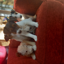 Image pour l'annonce magnifique chiots beagle et fox terrier