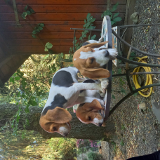 Image pour l'annonce magnifique chiots beagle et fox terrier
