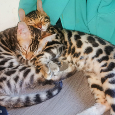 Image pour l'annonce Vends magnifiques chatons Bengals haut de gamme avec pedigree
