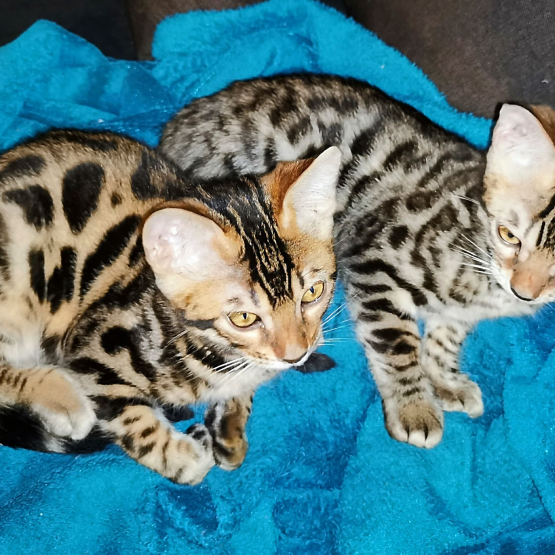 Image pour l'annonce Vends magnifiques chatons Bengals haut de gamme avec pedigree