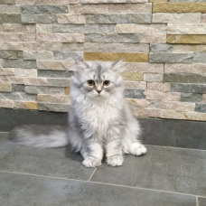 Image pour l'annonce Vends chaton femelles persans nées le 27/04/2022