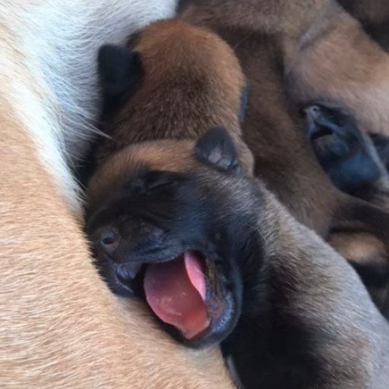 Image pour l'annonce Magnifique chiots Berger Bege Malinois LOF