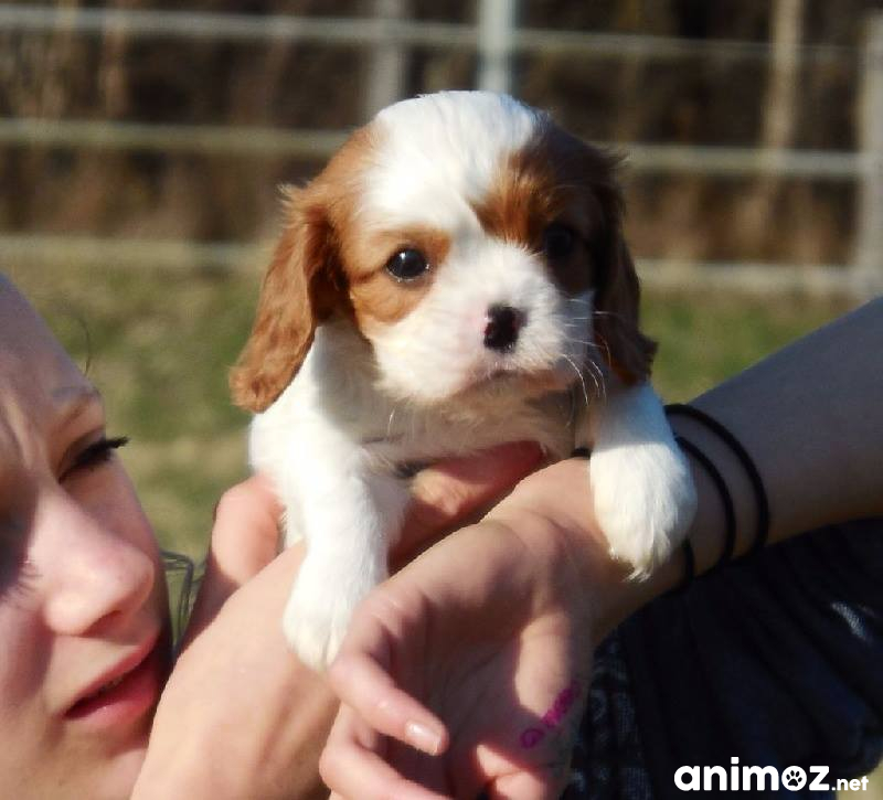 A donner contre bon soin Cavalier King Charles Meurthe-et-Moselle (54