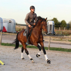 Image pour l'annonce Cheval Entier Selle Français de 7ans très joueur et expressif