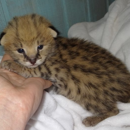 Image pour l'annonce chatons  savannah disponibles