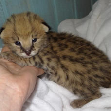Image pour l'annonce chatons  savannah disponibles