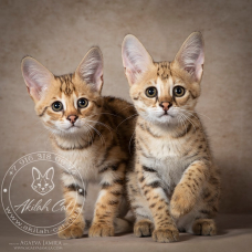 Image pour l'annonce chatons  savannah disponibles