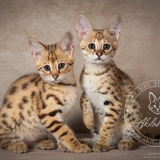 Image pour l'annonce chatons  savannah disponibles