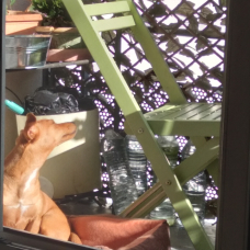 Image pour l'annonce Vend pinscher moyen