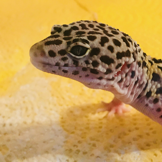 Image pour l'annonce Gecko léopard