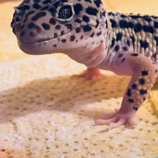 Image pour l'annonce Gecko léopard