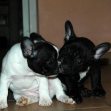 Image pour l'annonce 2 superbes chiots Bouledogue Français