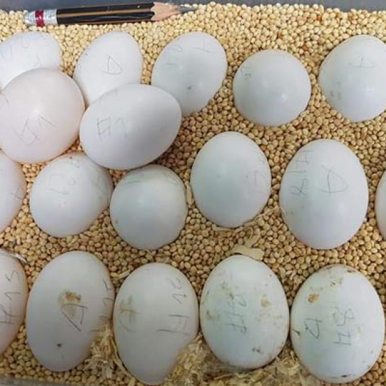 Image pour l'annonce Autruche, ara, gris africain, cacatoès, amazone, poussins de perroquet Eclectus et œufs fertiles à vendre