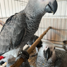 Image pour l'annonce PERROQUET GRIS DU GABON ELEVE A LA MAIN