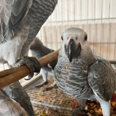 Image pour l'annonce PERROQUET GRIS DU GABON ELEVE A LA MAIN