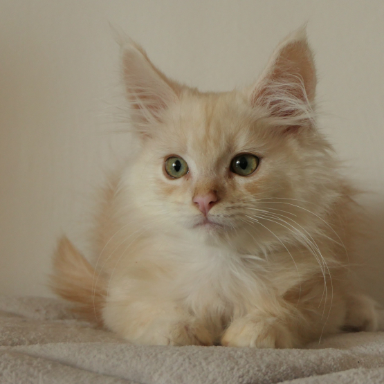 Image pour l'annonce Adorable Chaton Maine coon mâle red silver LOOF