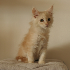 Image pour l'annonce Adorable Chaton Maine coon mâle red silver LOOF