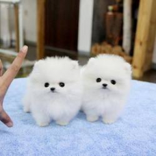 Image pour l'annonce Superbes chiots blancs de Poméranie