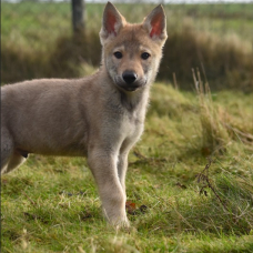 Image pour l'annonce Chiots chien-loup tchécoslovaque LOF disponibles de suite