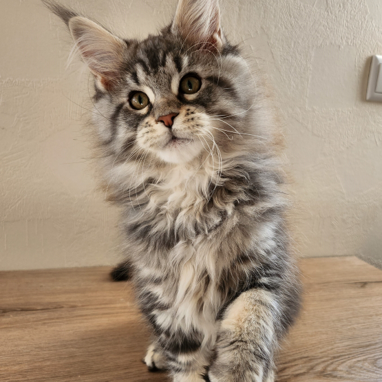 Image pour l'annonce Maine coon