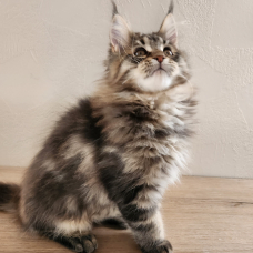 Image pour l'annonce Maine coon