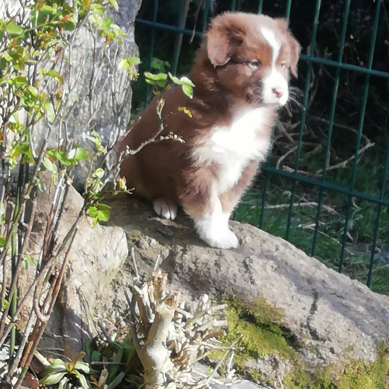 Image pour l'annonce Chiots bergers australiens rouge et noir tricolore