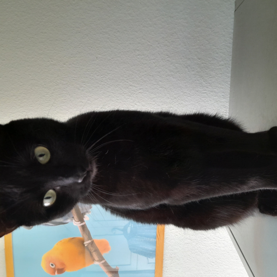 Image pour l'annonce Donne petite chatte noire de 2 ans et demi