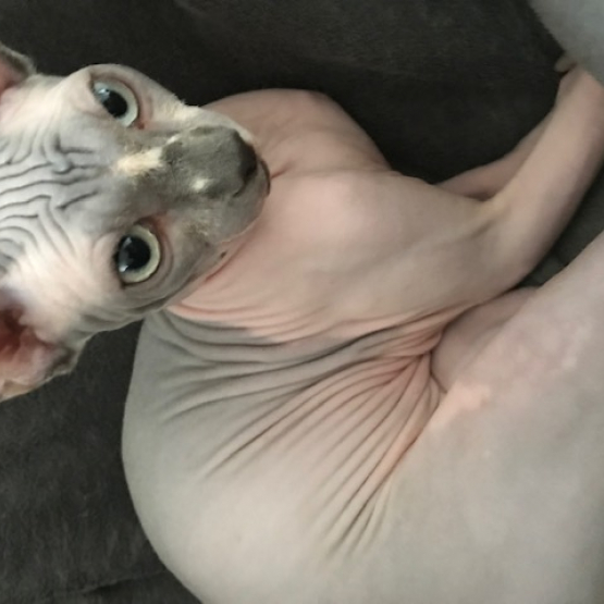 Image pour l'annonce Sphynx a vendre