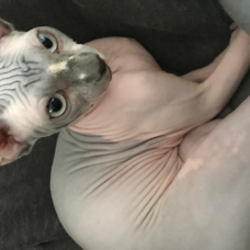 Image pour l'annonce Sphynx a vendre