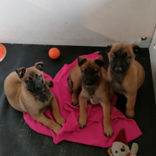 Image pour l'annonce Chiots berger belge malinois