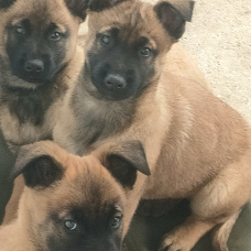 Image pour l'annonce Chiots berger belge malinois