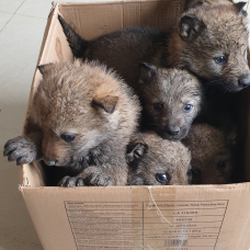 Image pour l'annonce Chiots loups tchécoslovaque