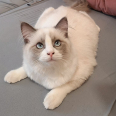 Image pour l'annonce Adorable Ragdoll Loof mâle et castré