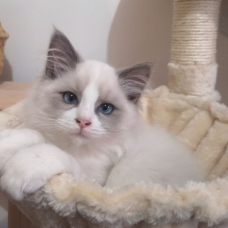 Image pour l'annonce Adorable Ragdoll Loof mâle et castré