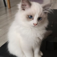 Image pour l'annonce Adorable Ragdoll Loof mâle et castré