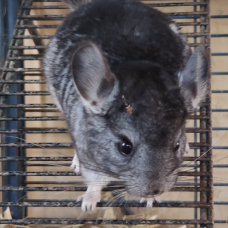 Image pour l'annonce Cède bébé chinchilla gris et ventre blanc mâle de 2 mois