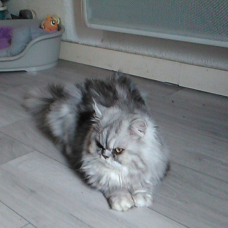 Image pour l'annonce propose chat persan pour saillie