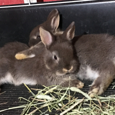 Image pour l'annonce Véritables lapins nains bébés d’élevage sélectif